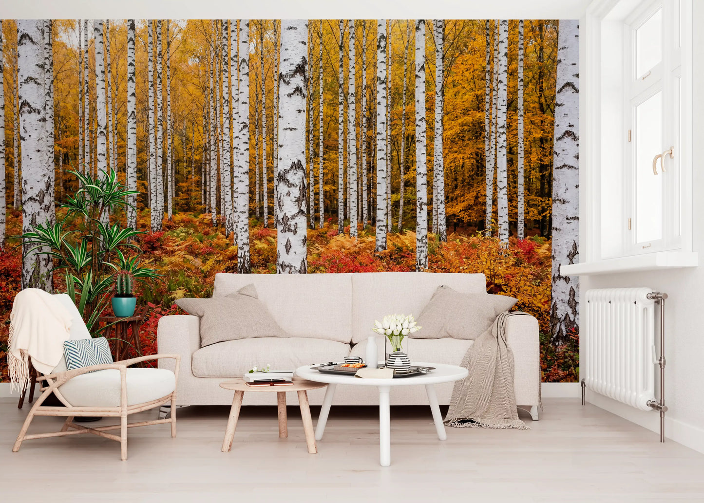 Vibrant Autumn Birches Wall Mural