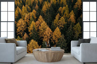 Living room wall mural featuring fall trees and layered woodland texture