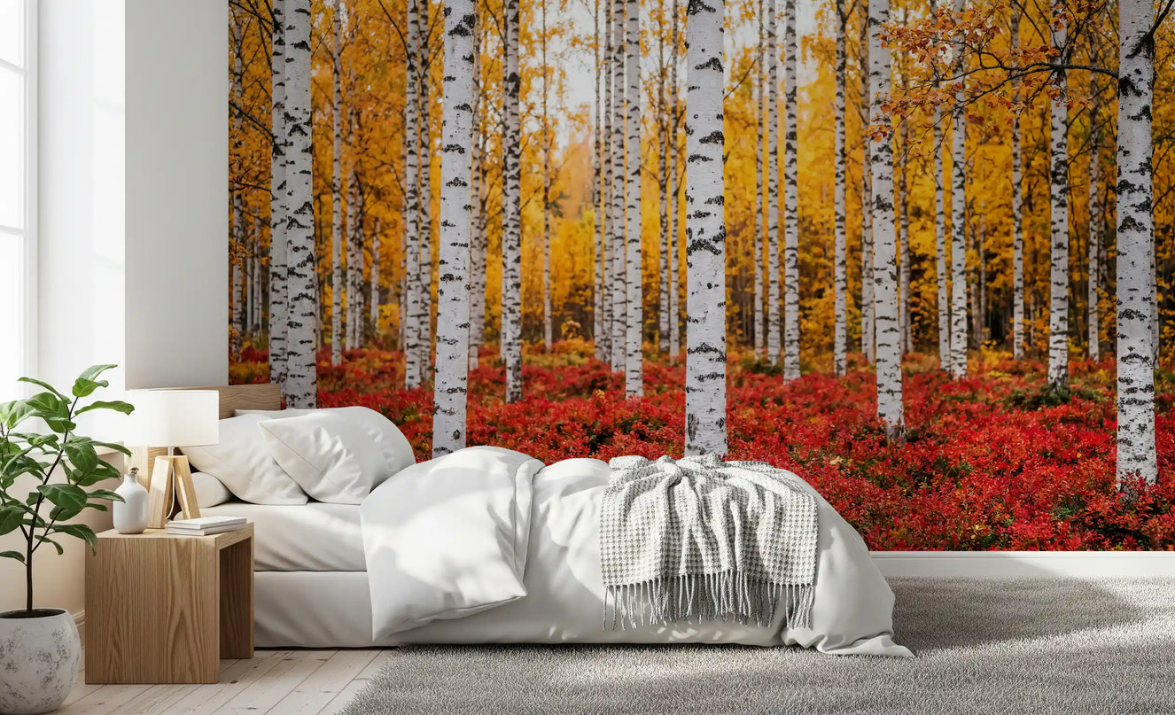 Golden Canopy Red Carpet wall mural with white birch trees and red foliage