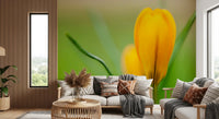 Warm petals and faint veining define this Golden Crocus Serenity wall mural