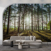 Sunlit Pine Forest Morning Wall Mural