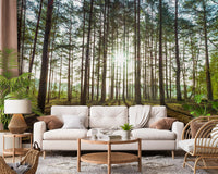 Sunlit Pine Forest Morning Wall Mural