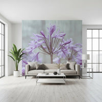 Serene Lilac Agapanthus Blossoms Wall Mural
