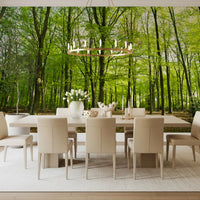 Sunlit Spring Beech Grove Wall Mural