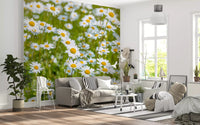 Sunlit Daisy Meadow Wall Mural