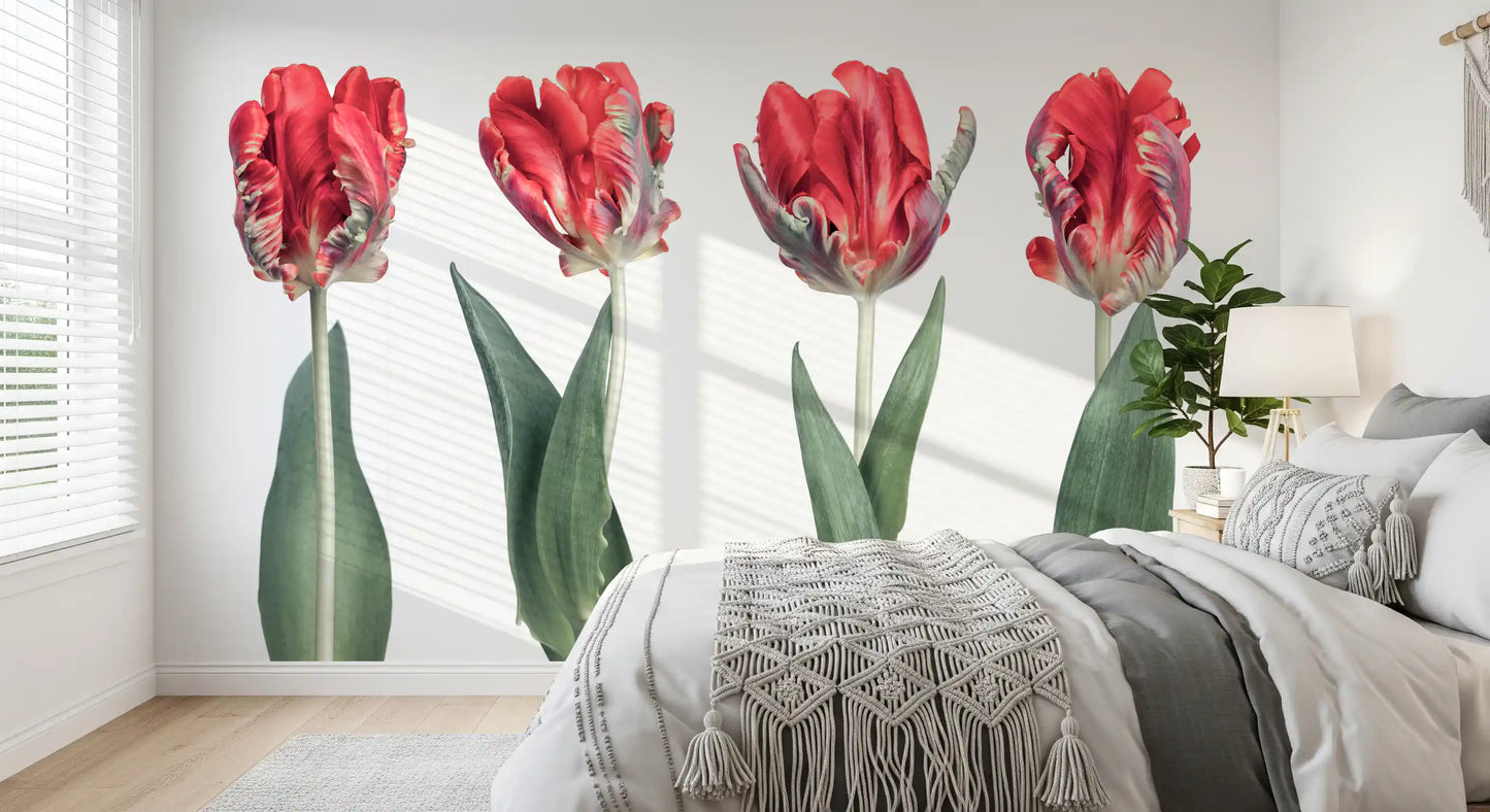 Crimson Parrot Tulip Study Wall Mural
