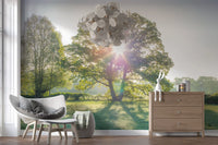 Golden Hour Meadow Canopy Wall Mural