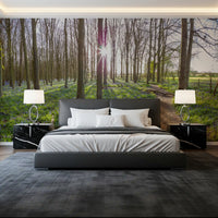 Woodland Morning Sunlight Wall Mural
