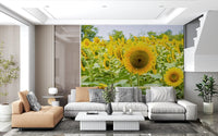 Golden Sunflower Field Meadow Wall Mural