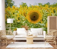 Golden Sunflower Field Meadow Wall Mural