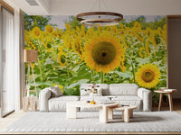 Golden Sunflower Field Meadow Wall Mural