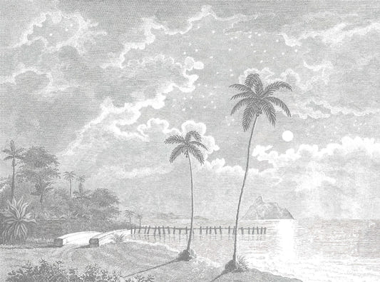 Vintage Moonlit Tropical Beach Etching Wallpaper