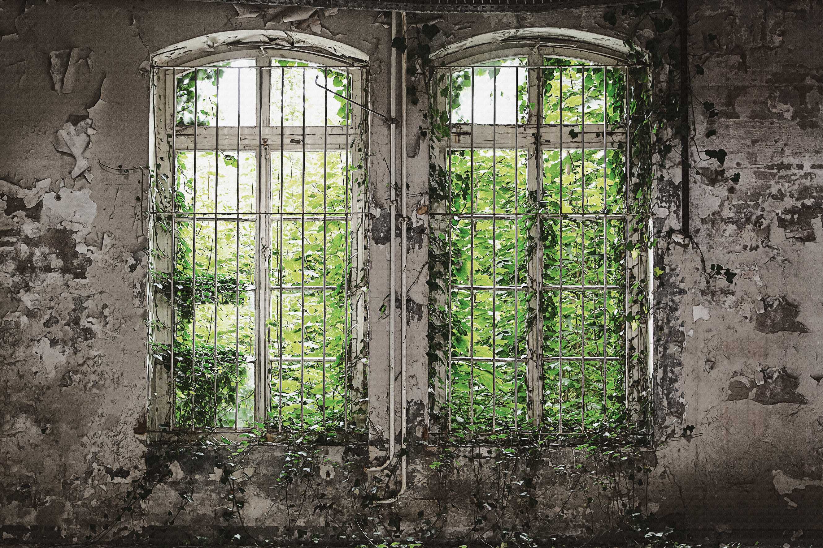 Abandoned Window Overgrown with Vines Wallpaper in your room — zoomed
