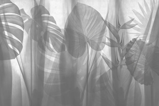 Monochrome Tropical Leaves Wallpaper