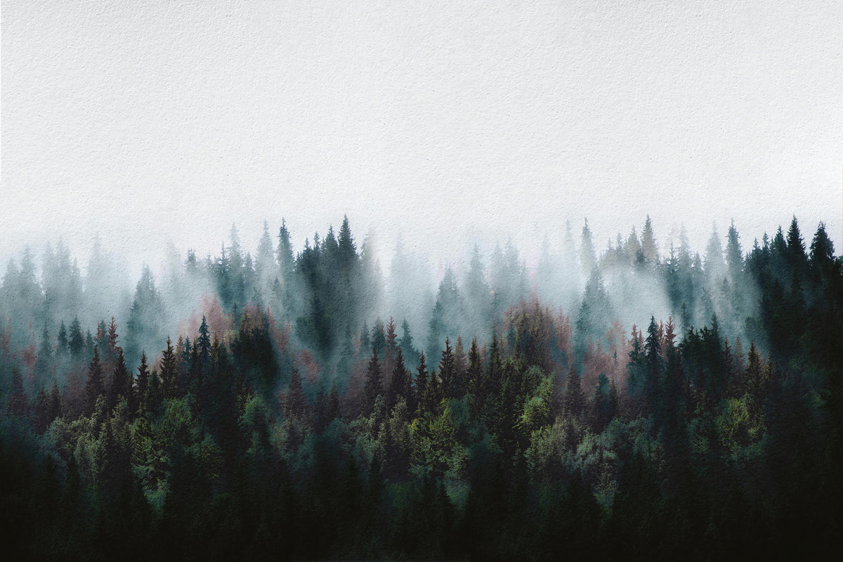 Misty Forest Fog Wall Mural
