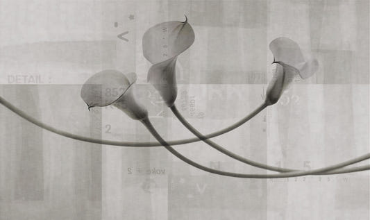 Monochrome Calla Lily Floral ArT Wall Mural