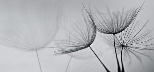 Black and White Dandelion Mural