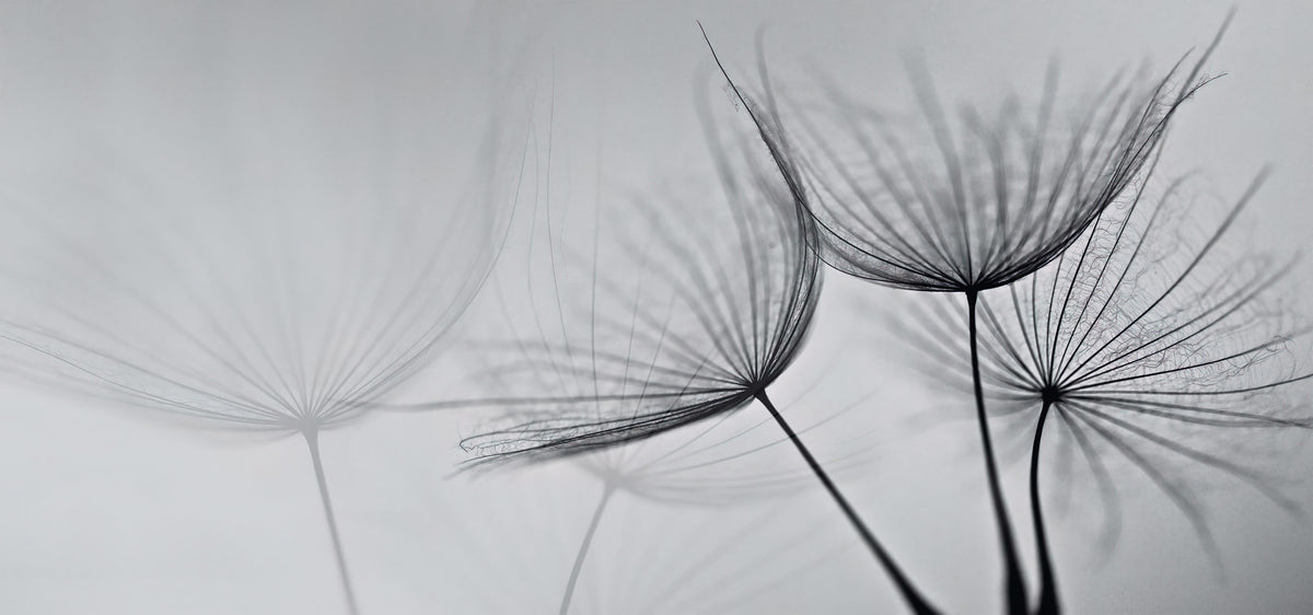Black and White Dandelion Mural in your room