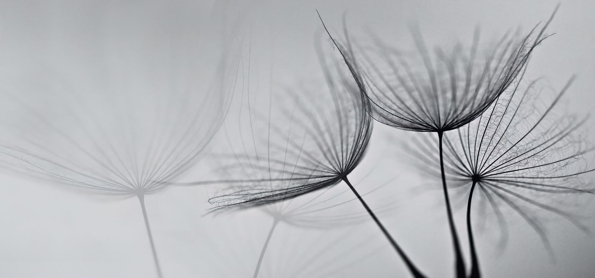 Black and White Dandelion Mural