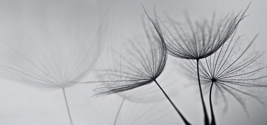 Black and White Dandelion Mural
