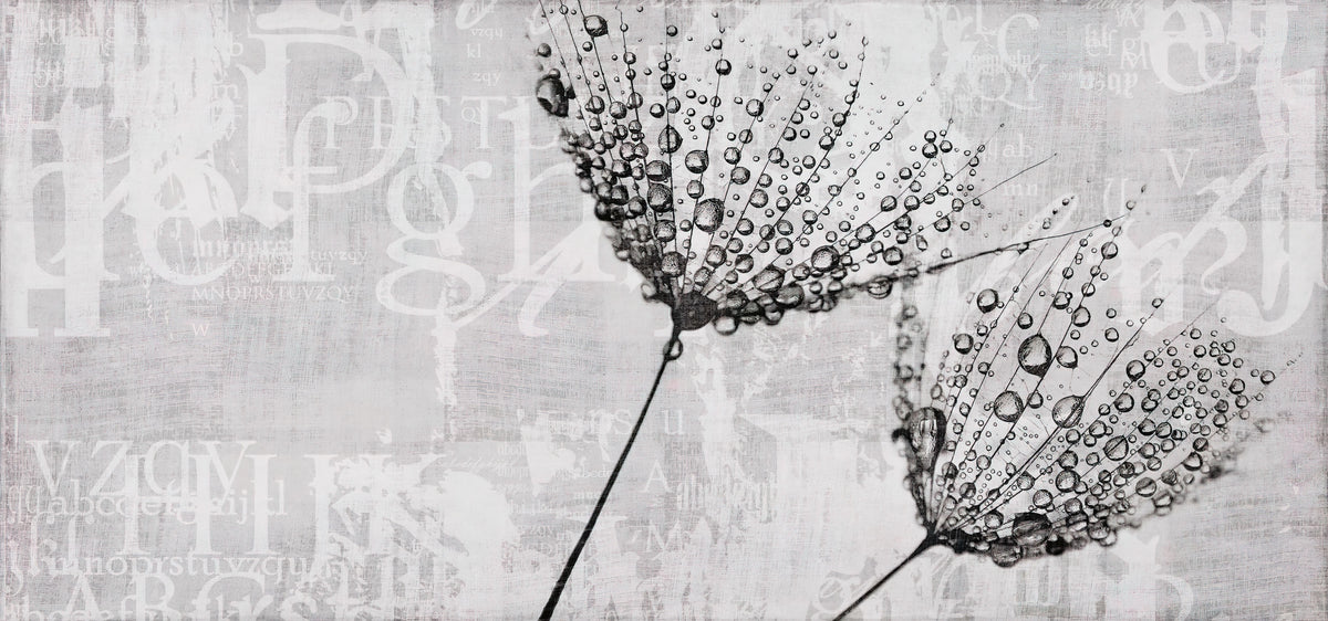 Monochrome Dandelion Water Droplet Art Mural in your room — zoomed