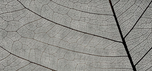 Monochrome Leaf Vein Texture Wallpaper
