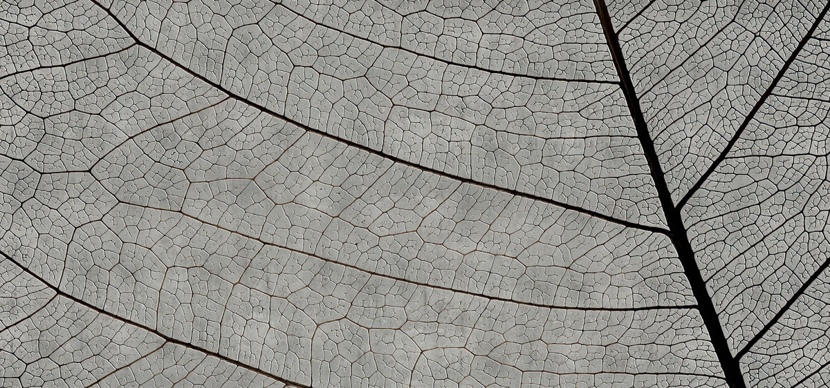Monochrome Leaf Vein Texture Wallpaper in your room — zoomed