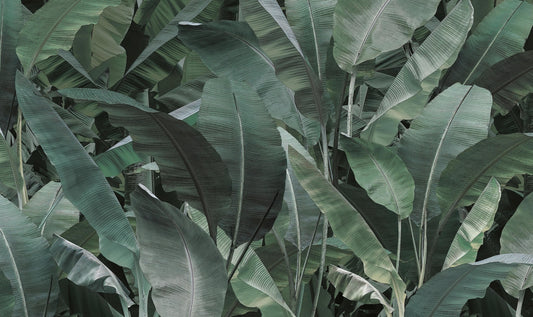Lush Tropical Banana Leaf Wallpaper