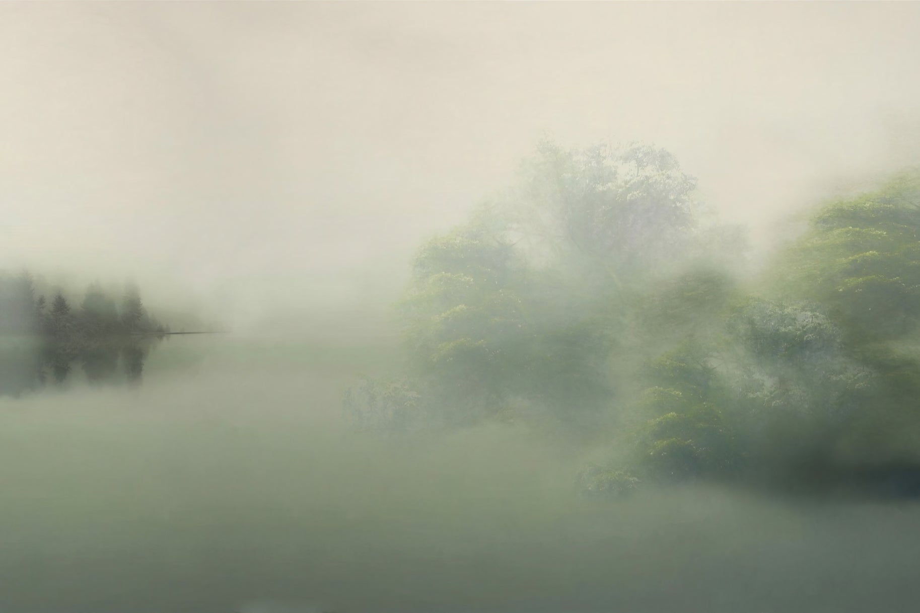 Misty Forest Wall Mural