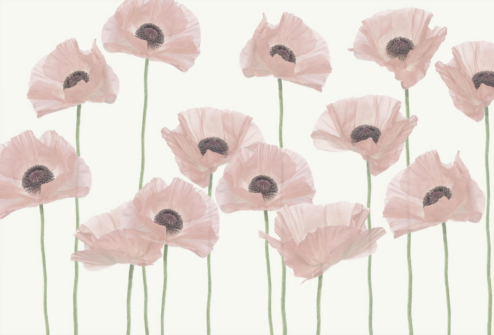 Pastel Pink Poppy Flower Wall Mural