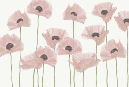 Pastel Pink Poppy Flower Wall Mural