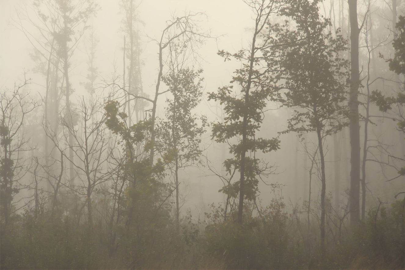 Foggy Forest Nature Wall Mural