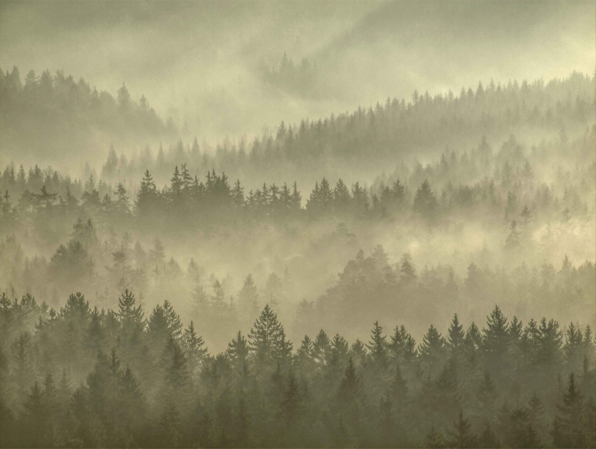Golden Misty Forest Wall Mural in your room — zoomed