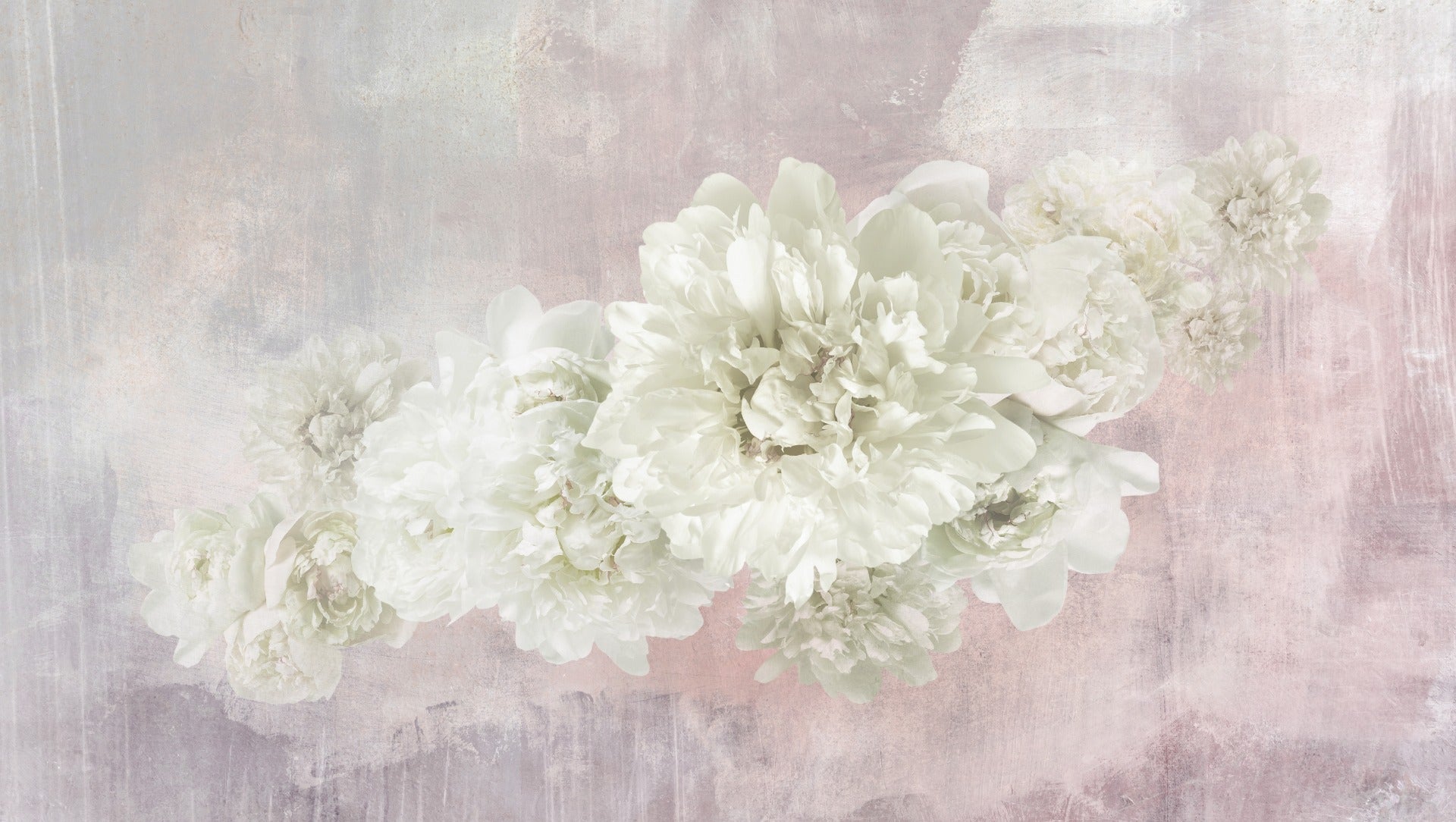 White Peonies On Pink Wallpaper Mural in your room — zoomed