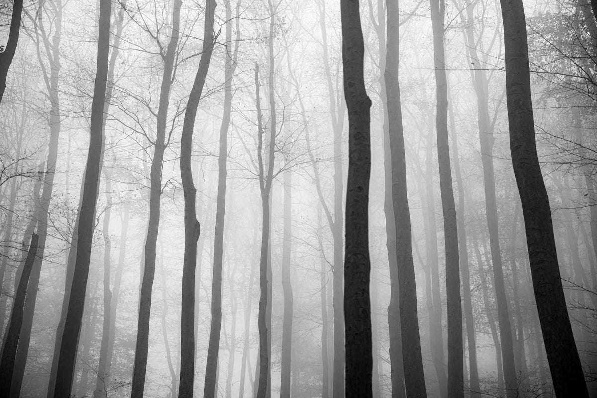 Foggy Day Halloween Jungle View Wallpaper Mural in your room