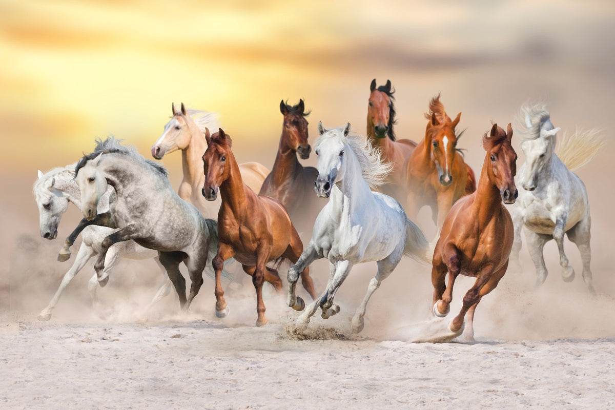 Fiery Running Horses Wallpaper Mural in your room