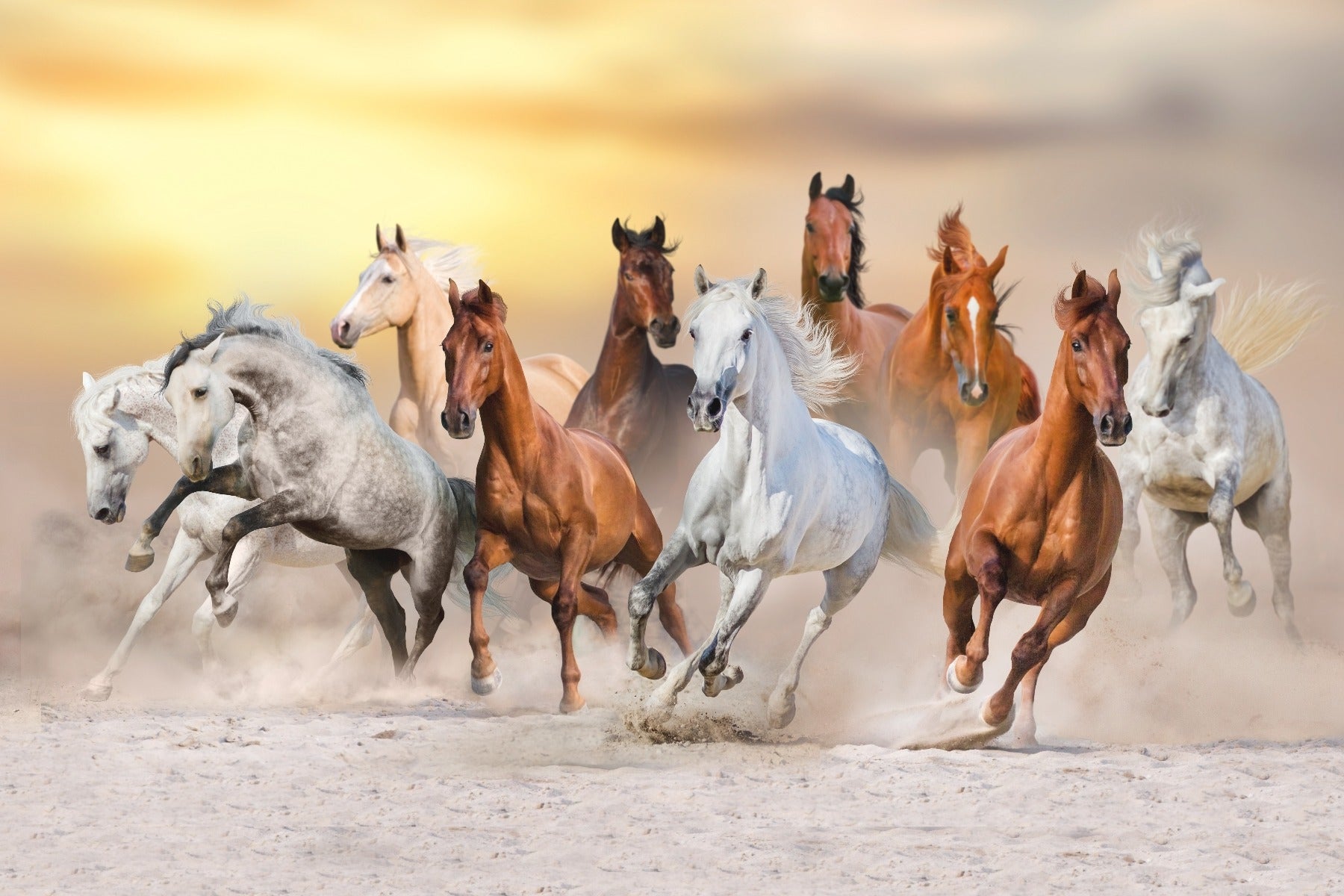 Fiery Running Horses Wallpaper Mural