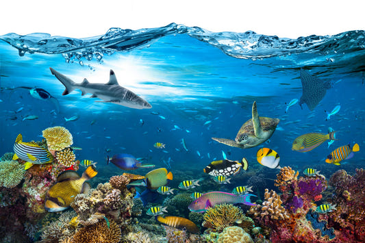 Underwater Splash with Corel Reef Wallpaper