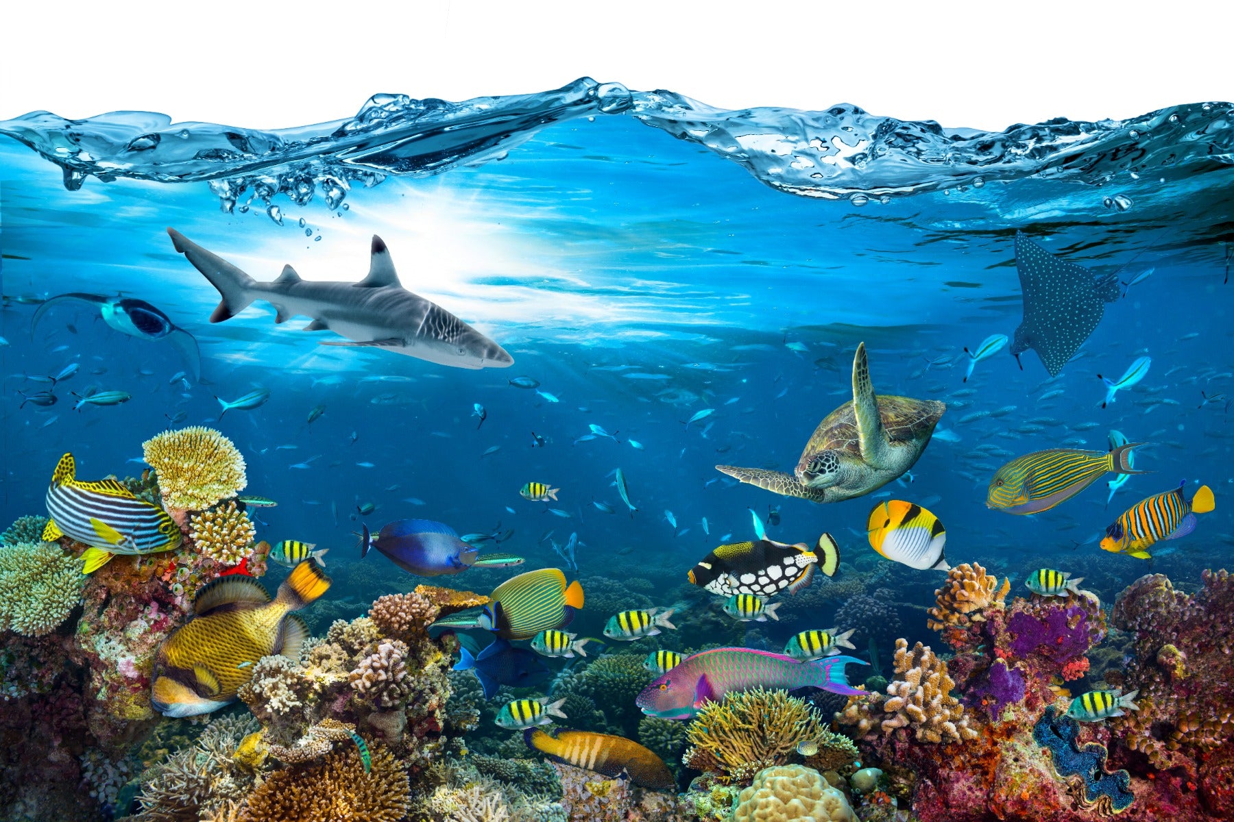 Underwater Splash with Corel Reef Wallpaper