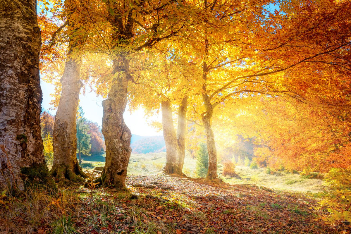 Yellow Autumn Leaves Forest Wallpaper Mural