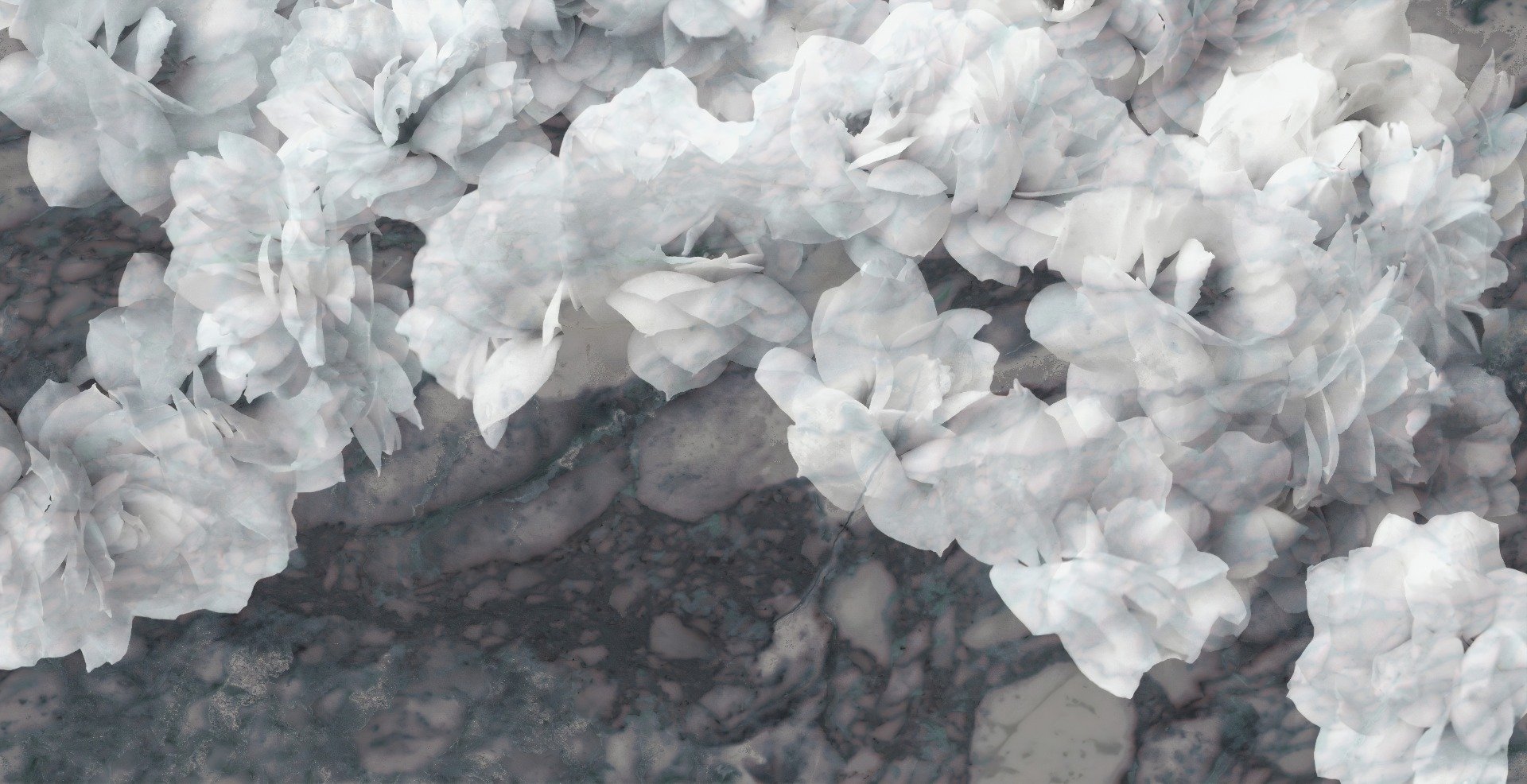 White Orchids Wallpaper Murals in your room — zoomed