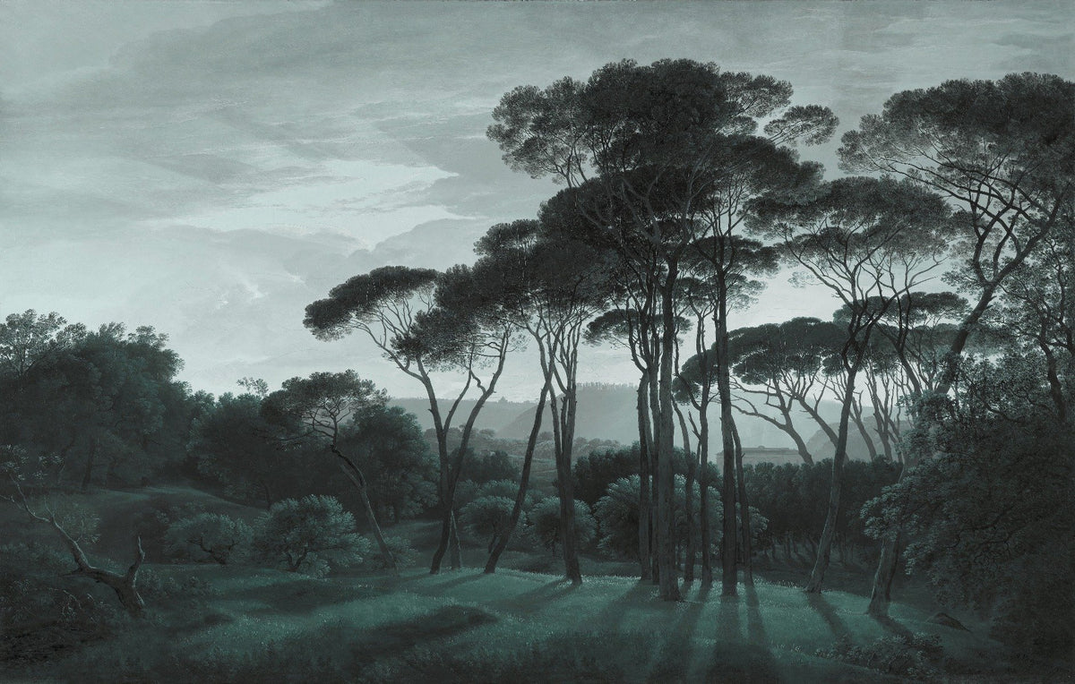 Dark Green Misty Forest Tree Wallpaper Murals