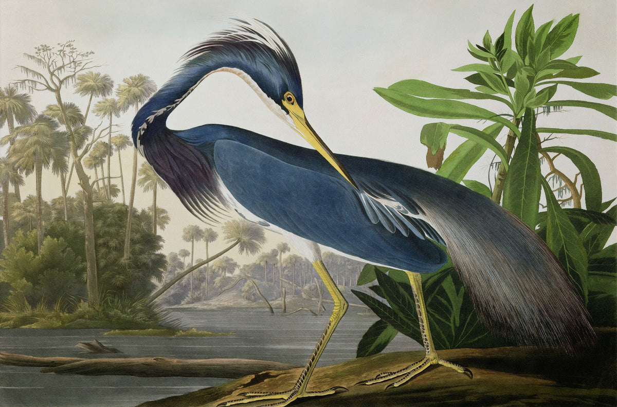 Blue Heron Wallpaper Murals in your room
