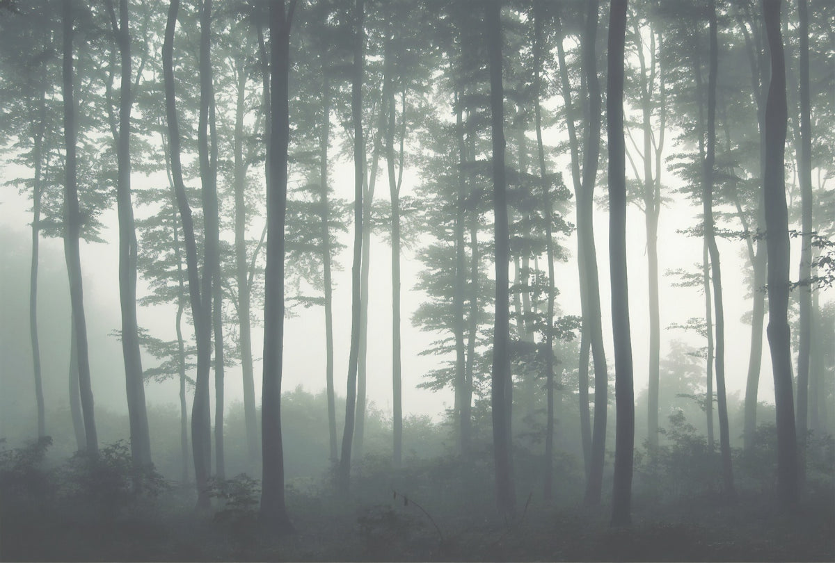 Tall Natural Forest Tree Aesthetic Wallpaper for Halloween Decor in your room — zoomed