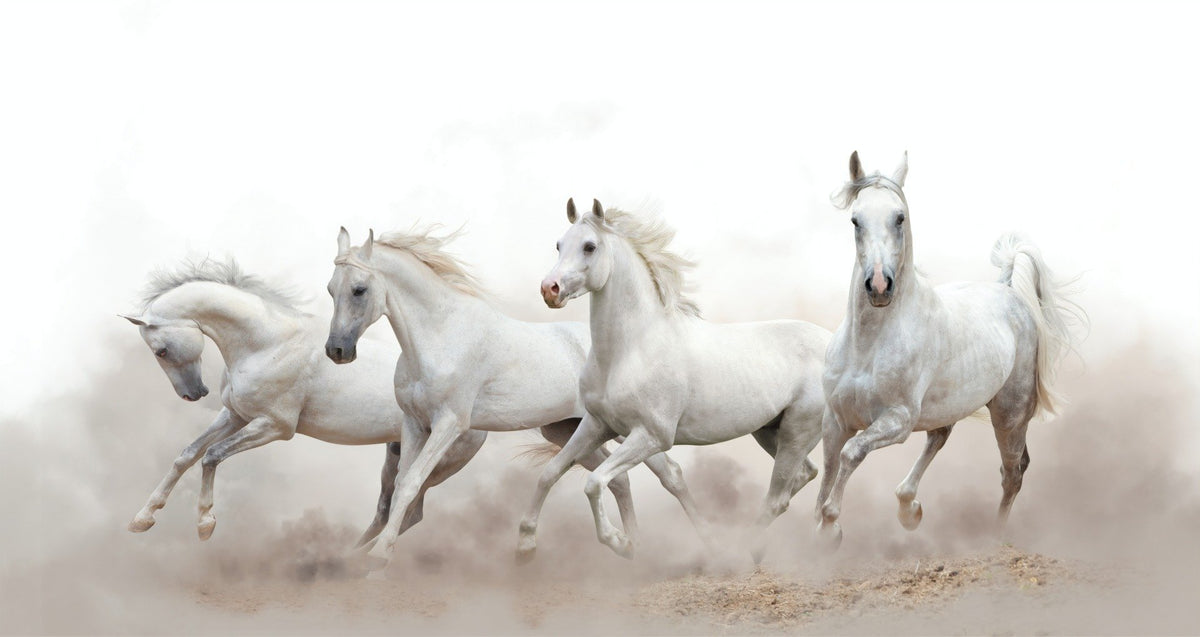Running Horses Wallpaper Murals in your room