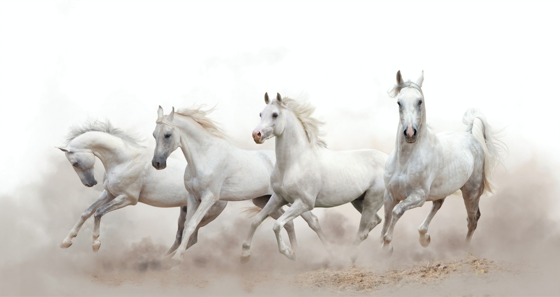 Running Horses Wallpaper Murals