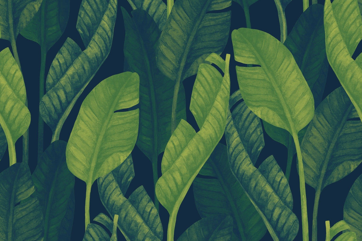Deep Green Banana leaf wallpaper mural in your room — zoomed