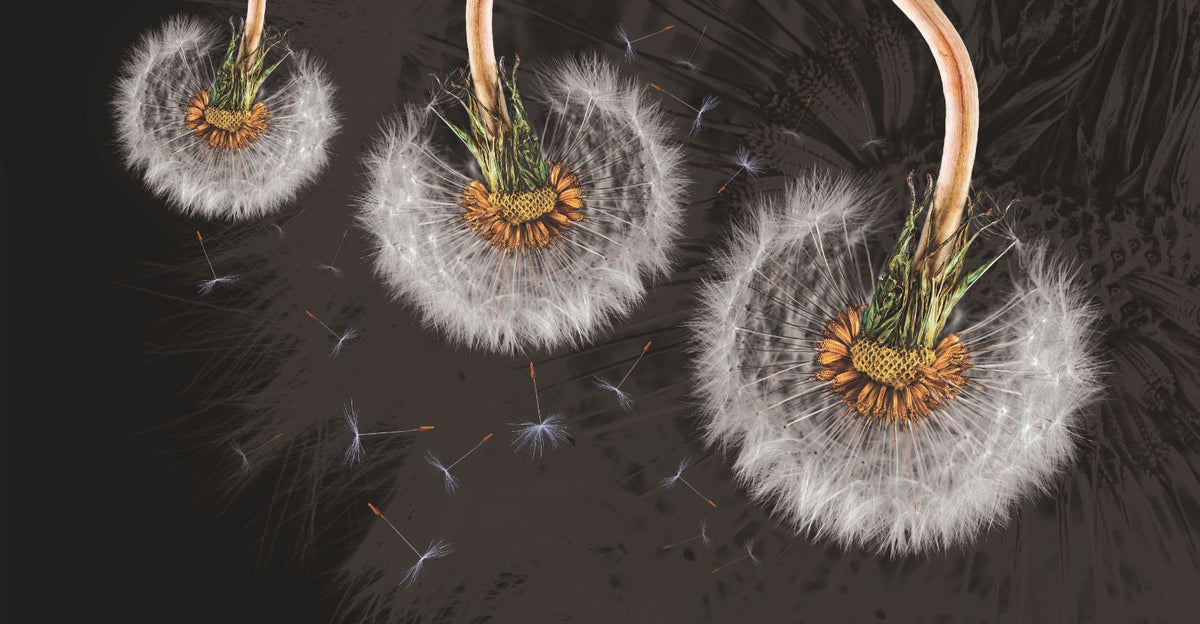 Hanging Dandelion Flower Wallpaper Mural in your room