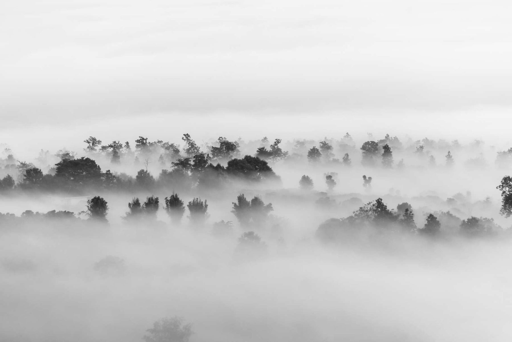 Black and white Clouds over Forest Wallpaper Mural in your room — zoomed