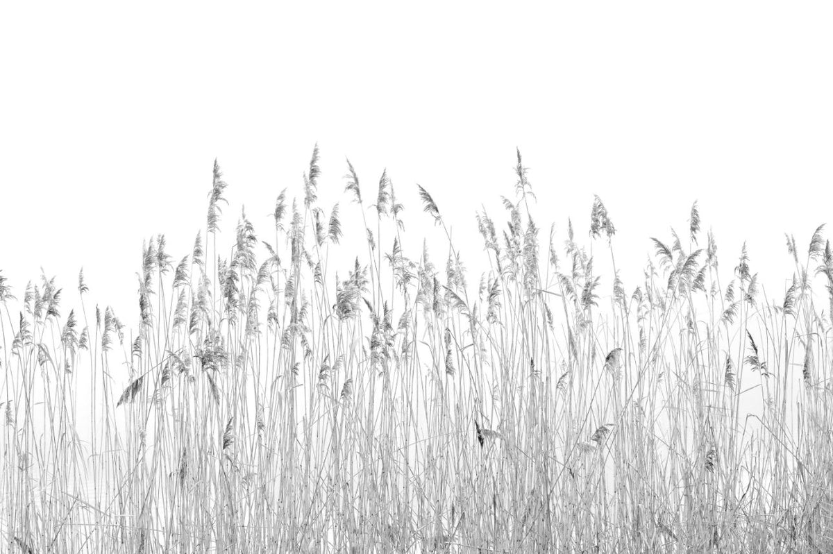 Gray Canebrake Wallpaper Mural in your room